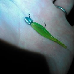 メバルアジガシラ